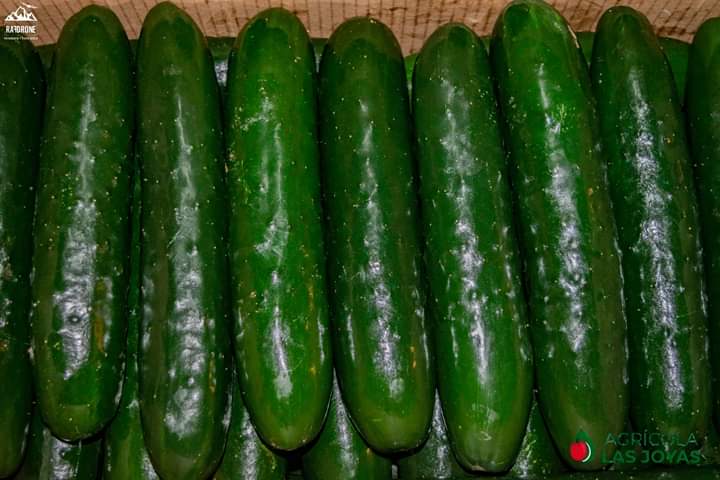 Tomate1