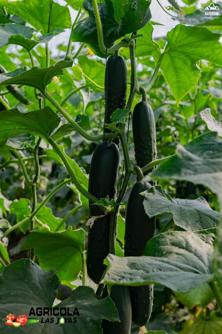 Pepino10