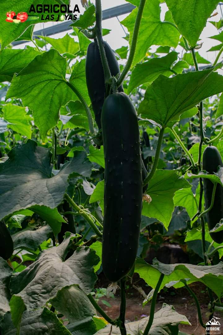 Pepino11