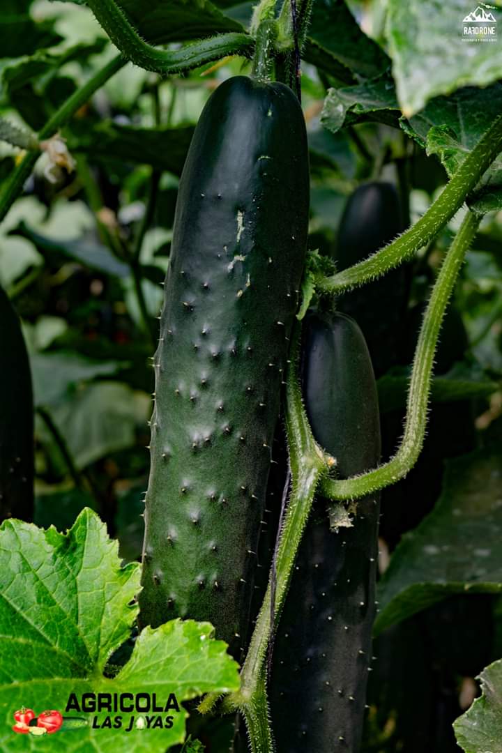 Pepino12