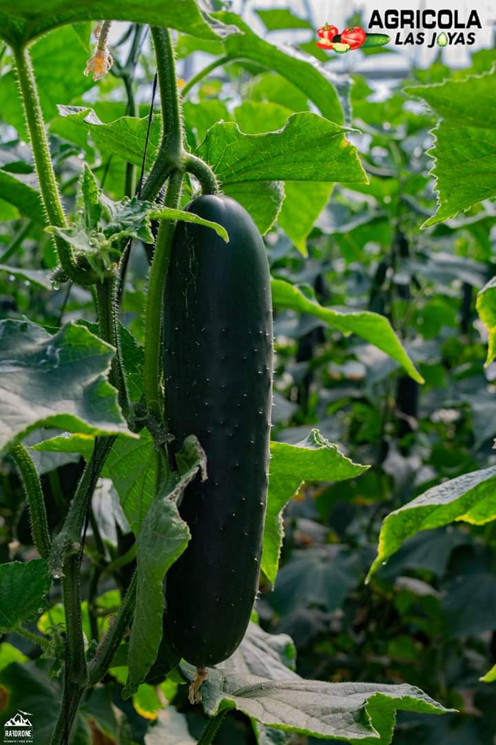 Pepino13