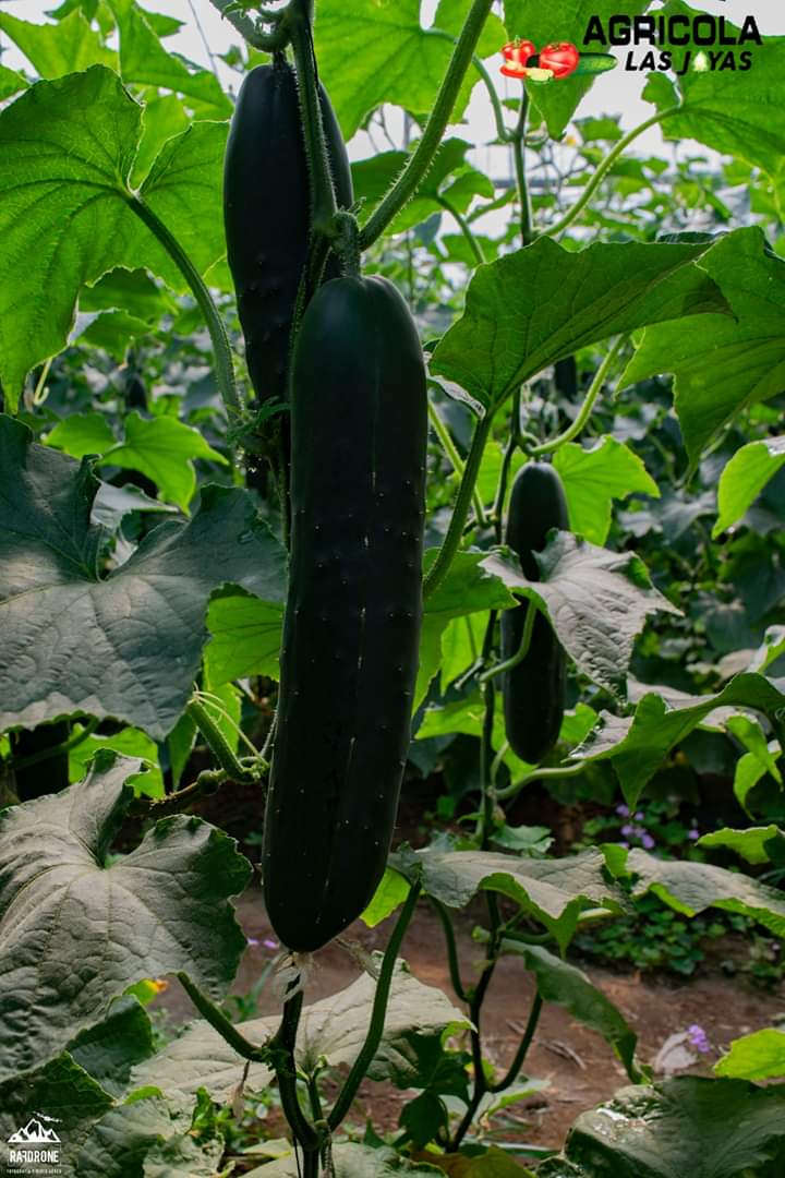 Pepino15