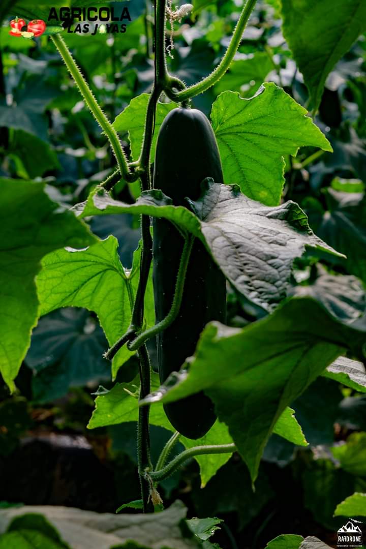 Pepino9