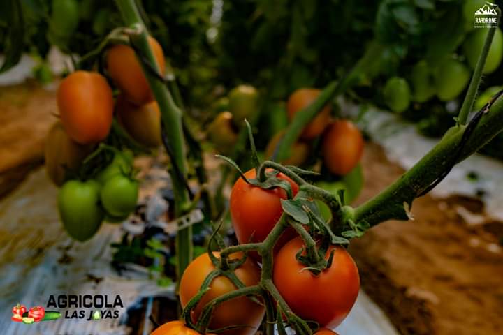Tomate1