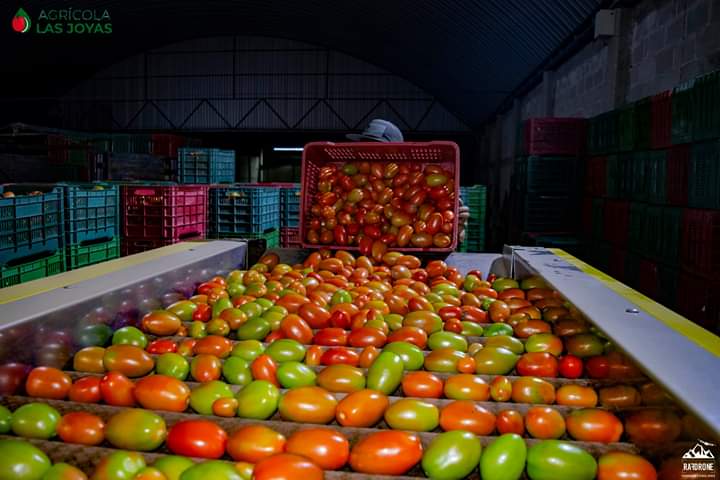 Tomate10