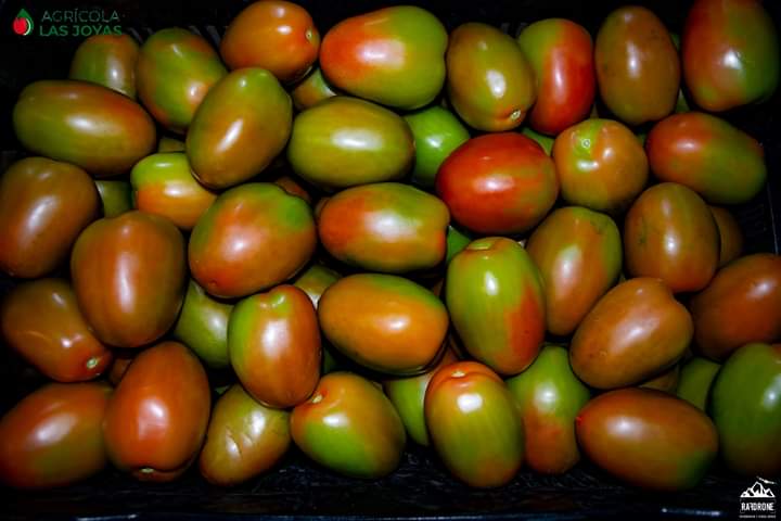 Tomate11