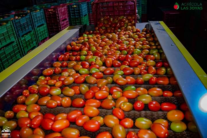 Tomate12