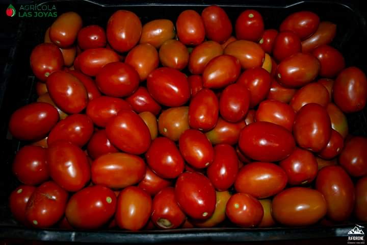 Tomate13