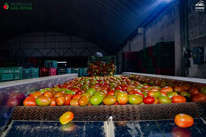 Tomate14