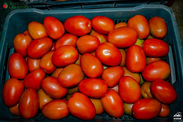 Tomate15