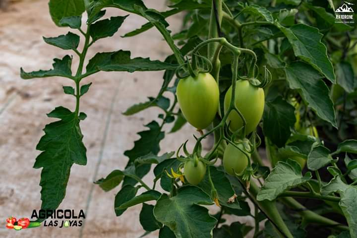 Tomate17