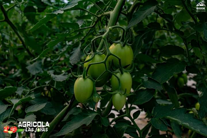 Tomate2