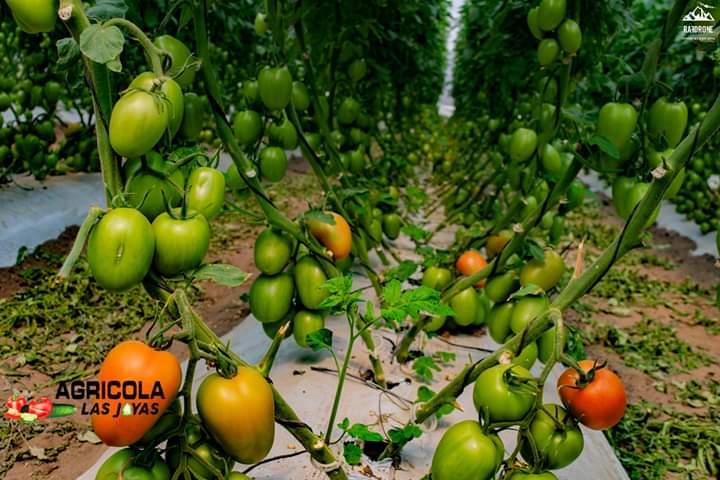 Tomate3