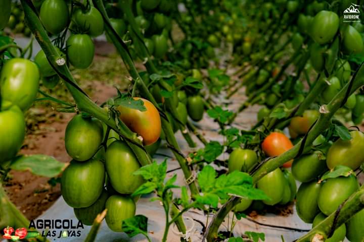 Tomate4