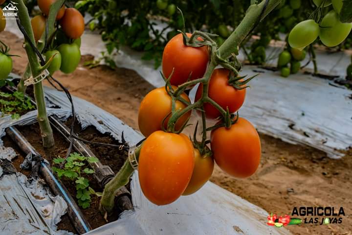 Tomate7