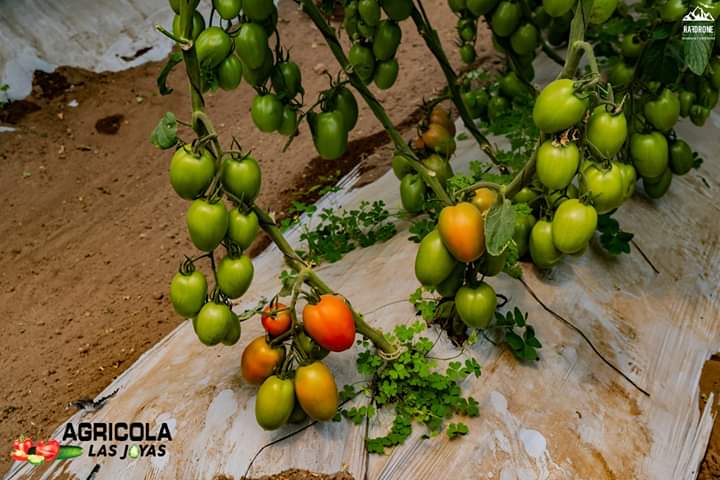 Tomate8