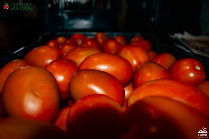 Tomate9